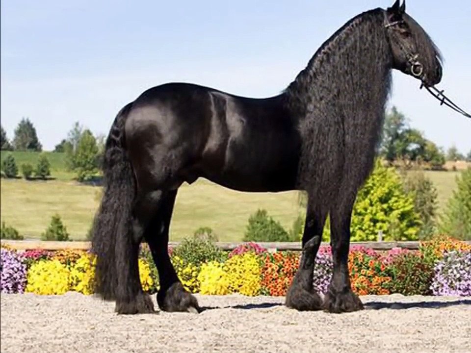 Le Frison le plus beau cheval du monde - video Dailymotion