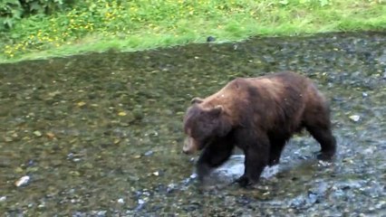 Hyder Alaska Grizzly  HD