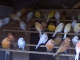 Canaries / Canarios / Color canaries/ canarios de color