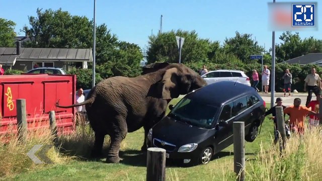 Des éléphants déchaînés au Danemark ! - Le Rewind du Vendredi 17 Juillet 2015