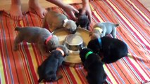 Cane Corso Puppies - Teddy pups learning to eat at 3.5 weeks old