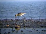 Bar-tailed Godwit - Limosa lapponica