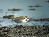 Ringed Plover - Charadrius hiaticula