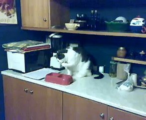 Gatti simpatici Gatti