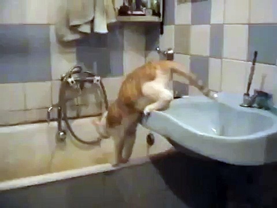 cat likes swimming