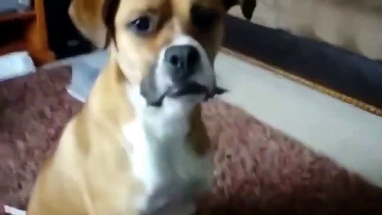 Funny Vines of Dogs and Cats   Funny Cat Videos Funny Dog Videos Best Funny Animals