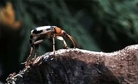 bombardier beetle artists on tumblr  Clip