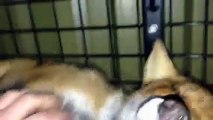 Sydney Fox Rescue- Happy Fox Greets Owner