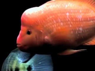 800+ gallon American cichlid tank - Update 2