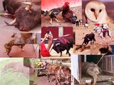 Colombia Unida por los Animales. Actores se unen a la marcha del 10 de mayo