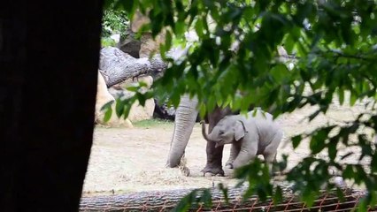 ZOO Praha údolí slonů - elefant valley