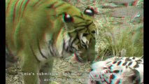 3D: 'Tiger Boy meets Tiger Girl' - (3D Anaglyph - Red / Blue 3D Glasses)