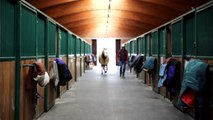 Gerber Quarter Horses, Kaiseraugst, Home of Shotgunner, Performance Horses