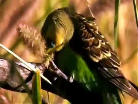 Chim Yến Phụng Sống Ngoài Thiên Nhiên - Thiên Đường Cá Cảnh