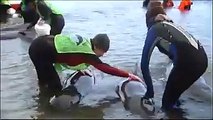 Rescuers transport pilot whales to new beach