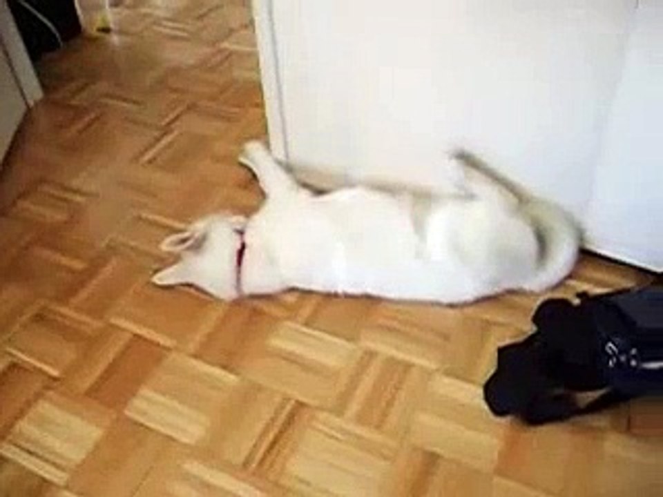 Sleeeeeeeeeepyyy HUSKY :DD :DD :DD