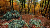 Bosques mas hermosos del planeta - HD