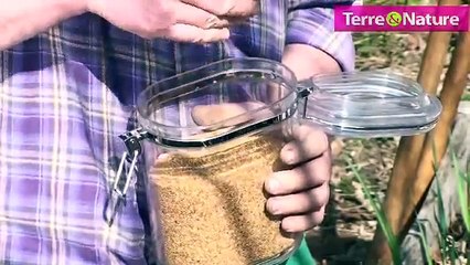 Semer des salades et les nourrire à la luzerne