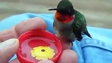 Amazing Bird - Drinking Water