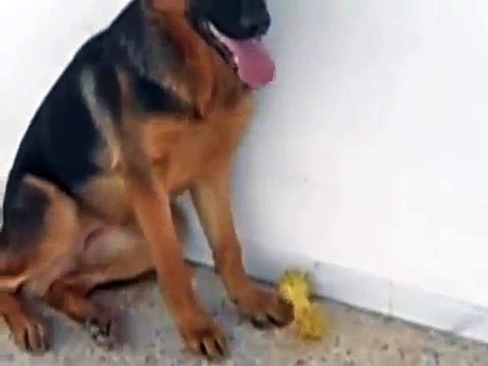 berger allemand 6 mois - German Shepherd 6 month