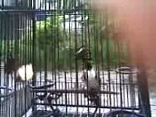 แรมโบ้ 1