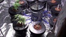 Growing marijuana in a hydroponic system