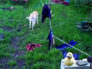 Sophie loses her ball