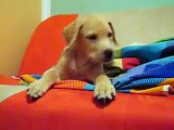 Labrador retriever puppy 2,8 months old...:D