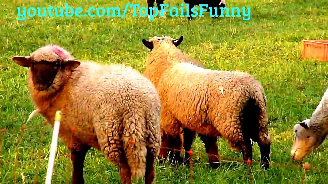 Vidéos japonaises marrantes