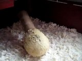 Hedgehog VS Toilet Paper Roll