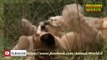 Animals Documentaries Lions Most Dangerous Enemy National Geographic   Lions Documentary mp4