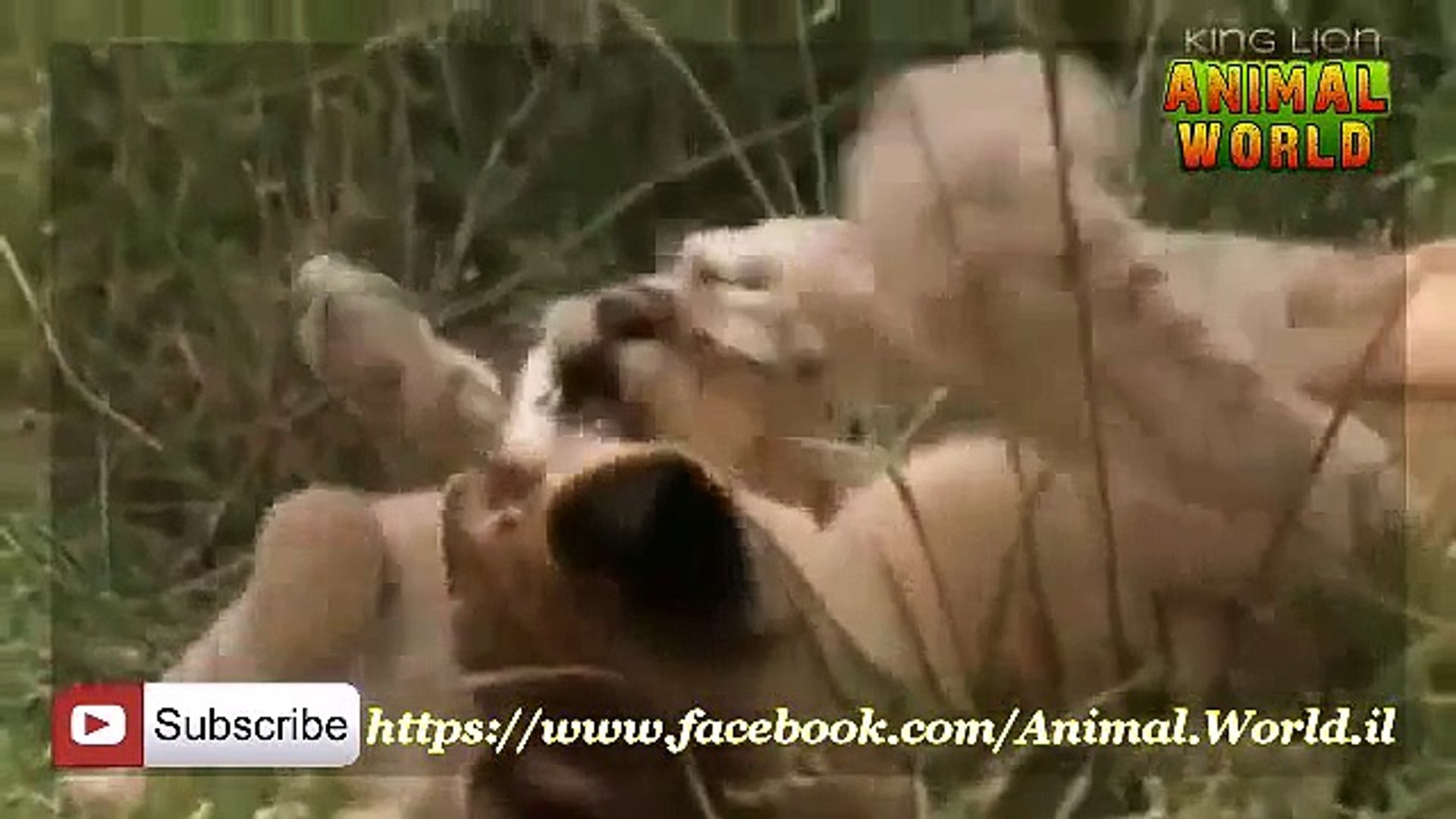 ⁣Animals Documentaries Lions Most Dangerous Enemy National Geographic   Lions Documentary mp4