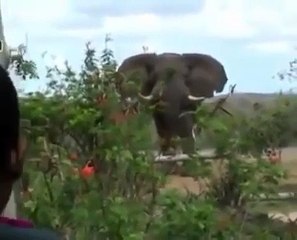 When Animal Attack , Elephant,Rhino,Hippo Attack Compilation