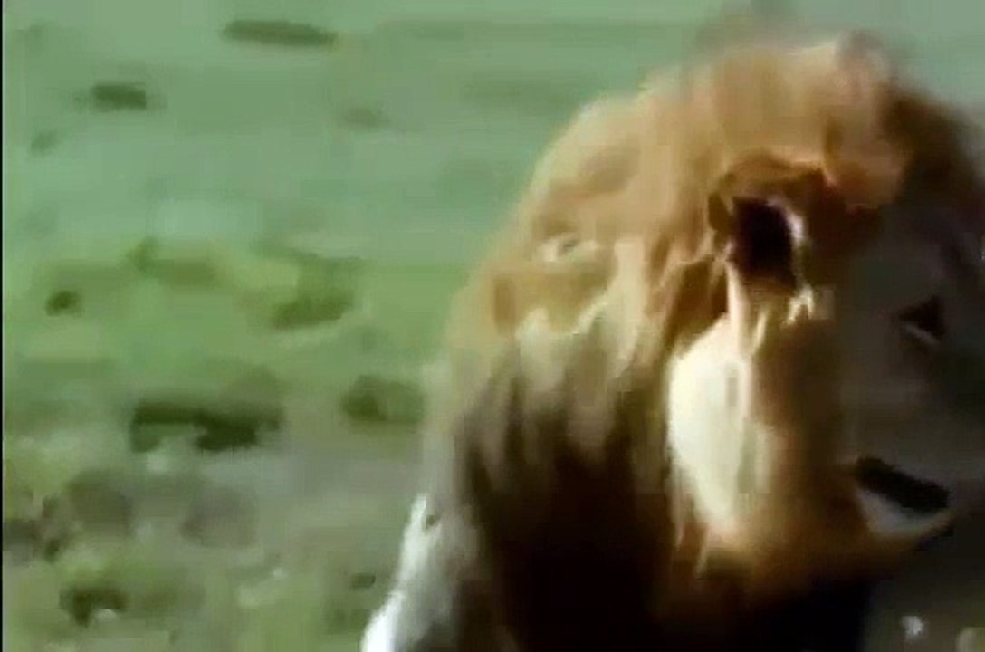 When Animal Attack , Lion vs Lion , Lion Attack Videos