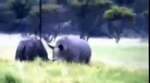 Many Buffalo vs Rhino | Animal Attacks VIDEOS