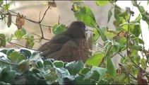 Vogels in de sneeuw! Muziek: Alderliefste en Jack Poels - L'Oiseau/Vogelvrij