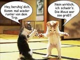 Lustige Hunde und Katzen