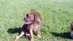 French mastiff dog de bordeaux bordo dog Lordas