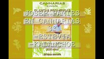 3 PLANTAS PROHIBIDAS QUE CURAN- Josep Pámies-  STEVIA Y KALANCHOE