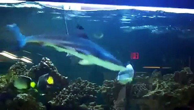 Black Tip Reef Shark takes a bite of Puffer!!! MUST SEE!!!!