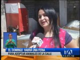 Organizan feria de adopción de animales