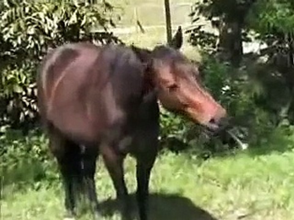 Trick Horse Training - Georgia Bruce - www.ClickerTraining.org