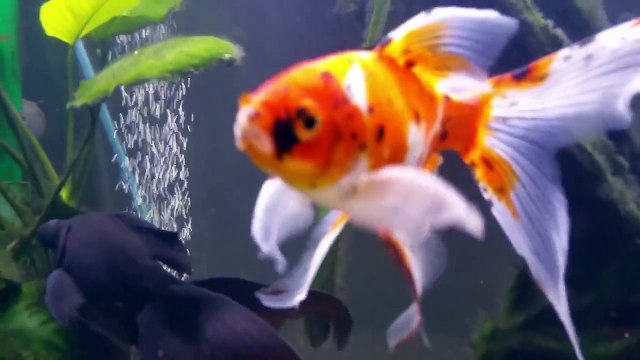 Présentation Shubunkin, Poisson Rouge (Goldfish)