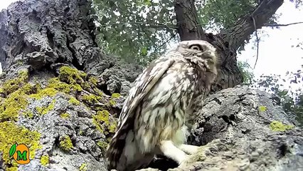 Adorable Family of Little Owls