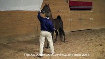 My Magical Moment - 2012 All American Cup Stallion Tour - American Saddlebred
