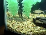 Green Spotted Puffers and a Bala Shark