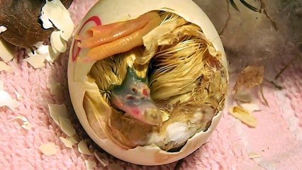 From Pip to Pumpkin: a Muscovy duck egg hatches