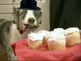 Stains The Cupcake Dog Cup Of Tea