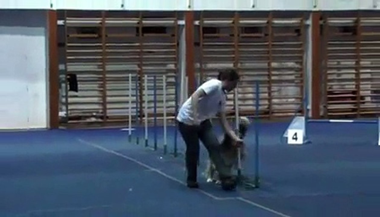 Lily, rough collie agility