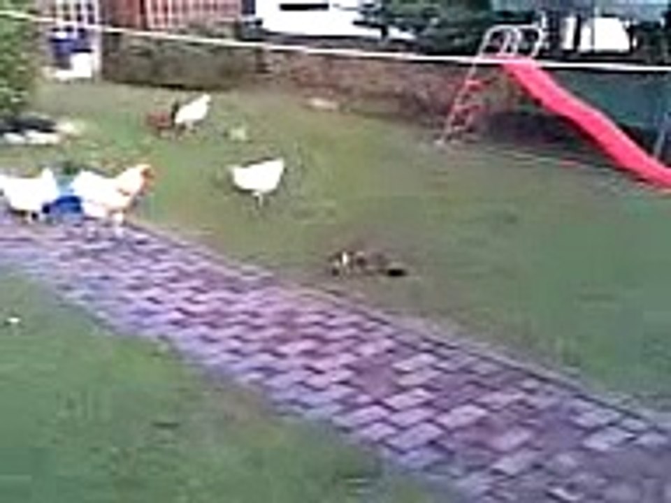 chicken vs cat